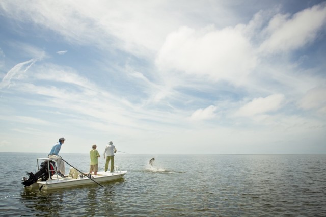 Where Have All the Tarpon Gone?