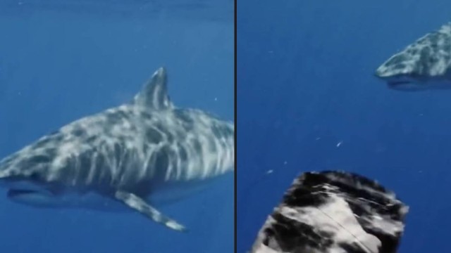 Diver shares scary video to show why you shouldn't swim away from a shark