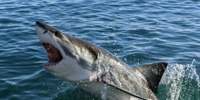 A diver killed by a 15-foot great white shark classified as a 'provoked incident'