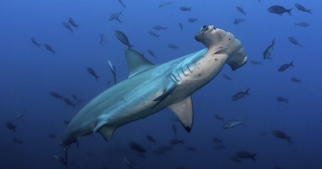 Hammerheads hold their breath to keep warm when deep-diving for food