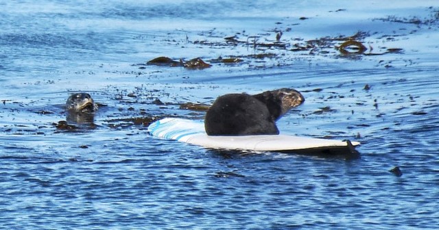 Wanted: Surfboard-stealing sea otter making waves in California