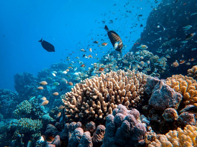 How Robots Are Assisting in the Protection of Coral Reefs