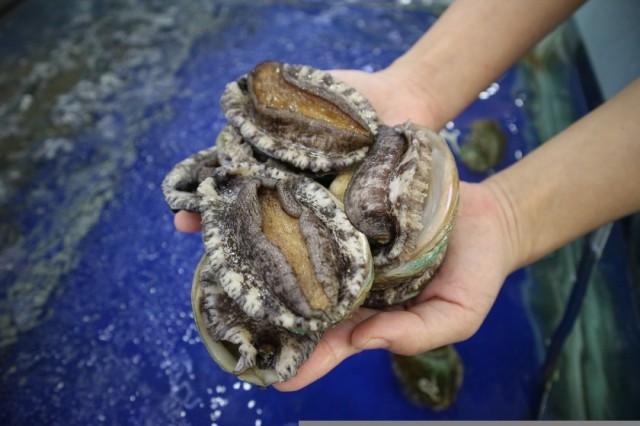 California's black abalone, already vulnerable to climate change, increasingly threatened by wildfire