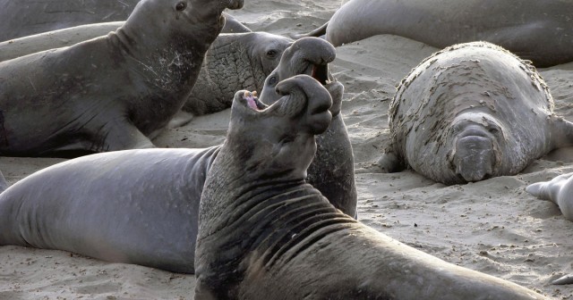 Man who shot and killed elephant seal on California coast sentenced to federal prison