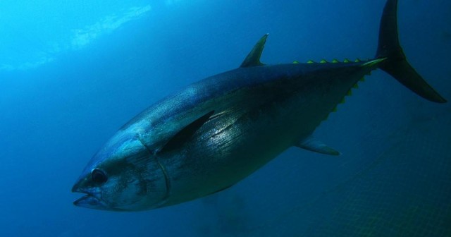 EU increases cap on fish for Maltese tuna farmers