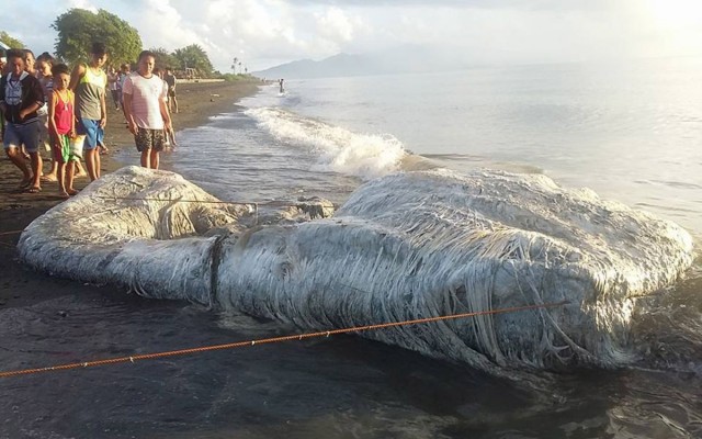 The weirdest creatures to wash ashore