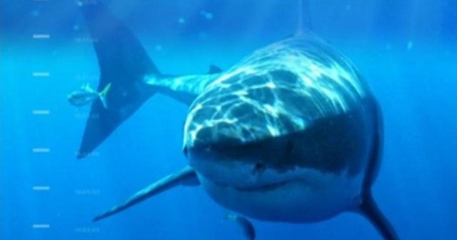 Five shark attacks in two weeks off New York's Long Island