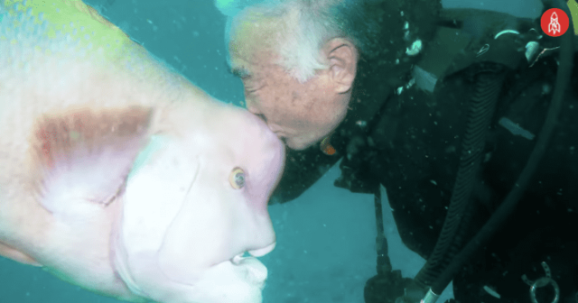 Scuba Diver's remarkable friendship with a fish has been going on for over 30 years