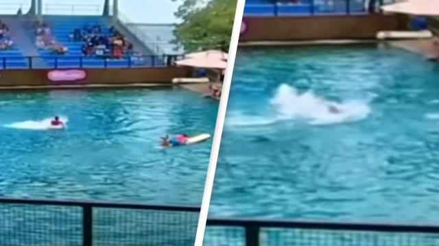 Dolphin attacks trainer before dragging them underwater in front of horrified kids at aquarium
