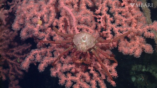 An ROV Is Making Incredibly Detailed Maps of Seafloor Off California