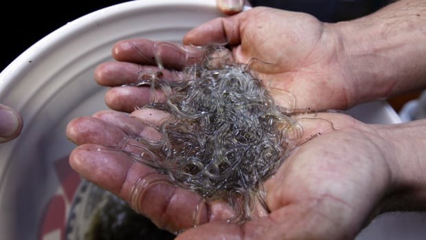 Why baby eels could be the next Indigenous moderate livelihood fishery in N.S. | CBC News