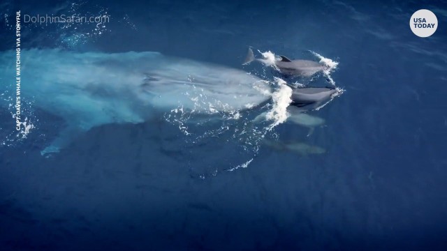 This frisky dolphin pod riding a whale's pressure wave is a rare sight
