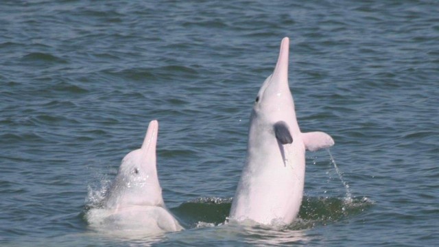 How ocean noise pollution is threatening Chinese white dolphins, affecting the critically endangered creatures’ ability to hunt, navigate and communicate