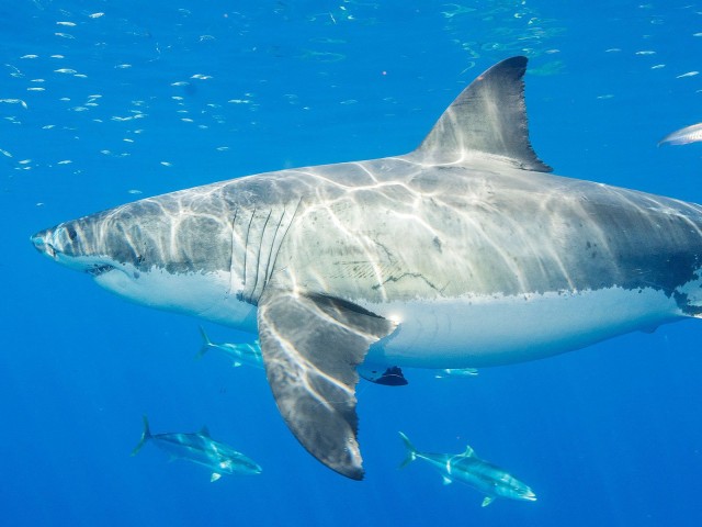 The Gulf of California May Be an Overlooked Home for Great White Sharks