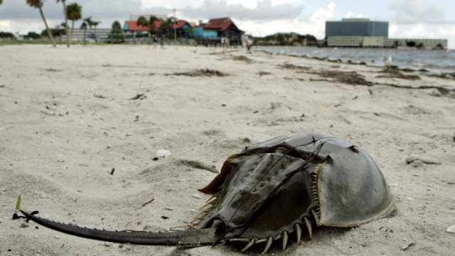 Charles River loses a battle over harvesting horseshoe crabs for testing