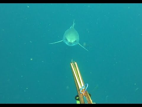 Great White Shark Coming Directly At Spearfisherman Is What Nightmares Are Made Of