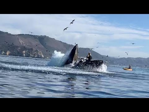 Paddleboarder Captures Insane Footage Of Whale Swallowing Two Kayakers In California