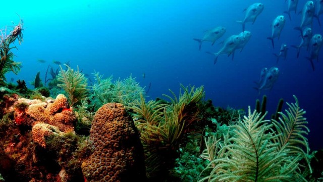 Coral Collapse: Reef Ecosystems May Erode by 94% In Next Three Decades If Climate Change Continues