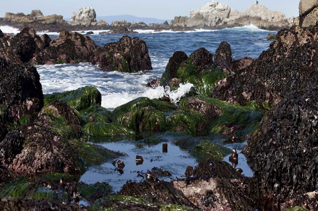 What is the intertidal zone?