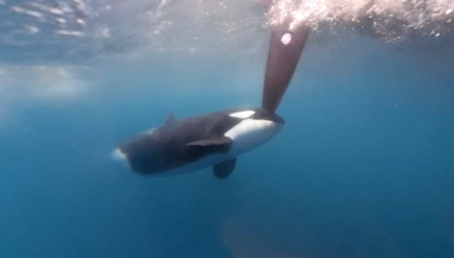 Orcas attack The Ocean Race