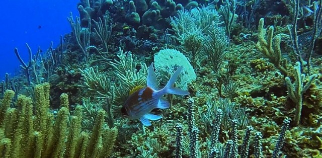 WATCH: Climate change shrinks marine life richness near equator
