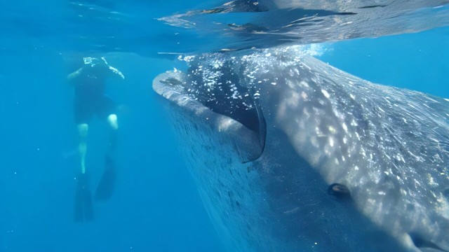 Body-size database may hold the key to saving marine life