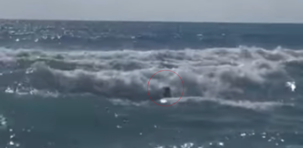 Two Dogs Rescue Young Girl Struggling In The Waves