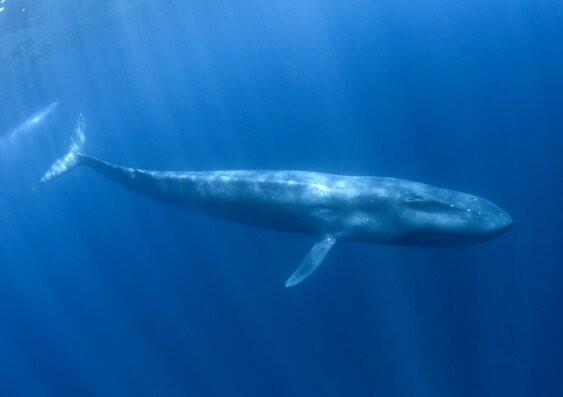 New population of blue whales discovered with help of bomb detectors