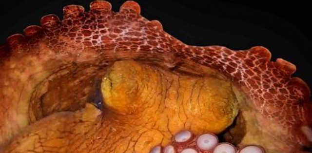 Octopuses, like humans, sleep in two stages, may dream - ARY NEWS