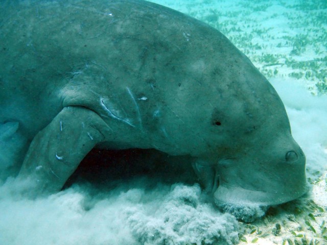 Conservation Group Sues EPA Over Florida Manatee Deaths