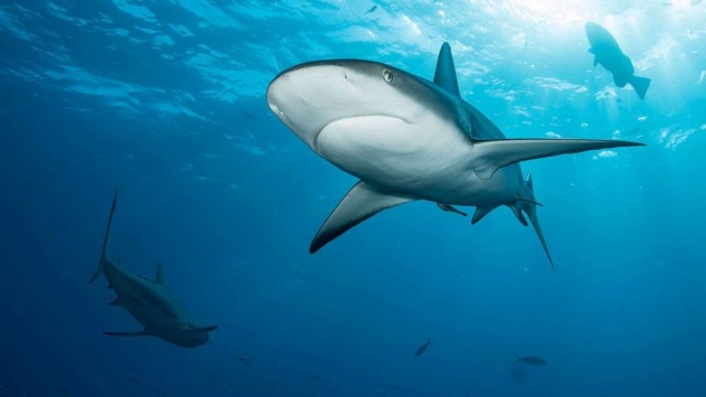 Scientists explain possible reasons behind the increase in shark attacks off East Coast
