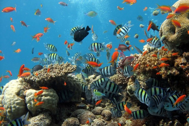 Can hybrid reefs defend the coasts?