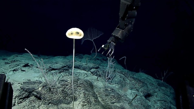Meet "Magnificent Alien," a Sponge That Looks Like a Mini E.T.