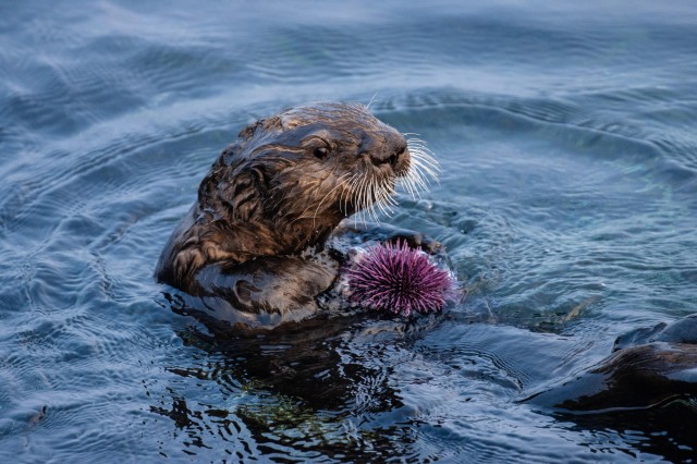 Sea Otters — The Guardians Of Monterey Bay’s Kelp Forest