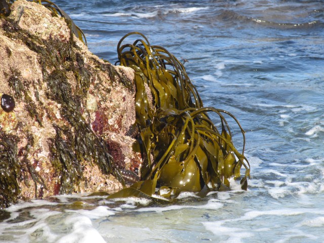 Brown algae removes carbon dioxide from the air and stores it in slime