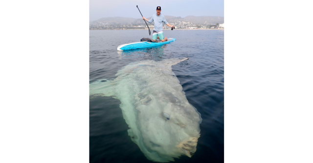Holy Mola! Watch This Colossal Ocean Sunfish Swim With Paddle Boarders Off the California Coast