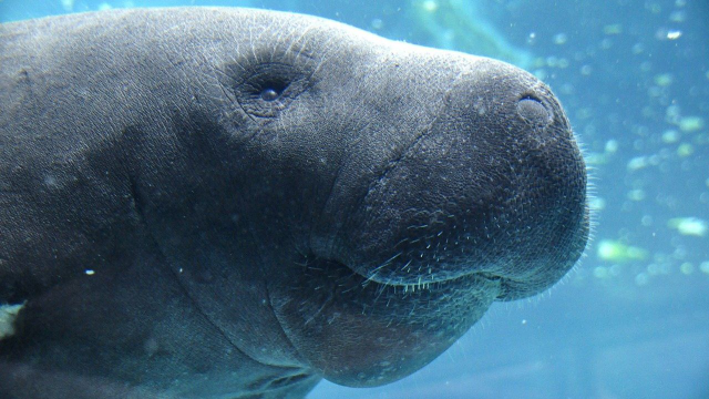 Animal advocacy group announces additional $5000 in ‘Trump’ manatee case
