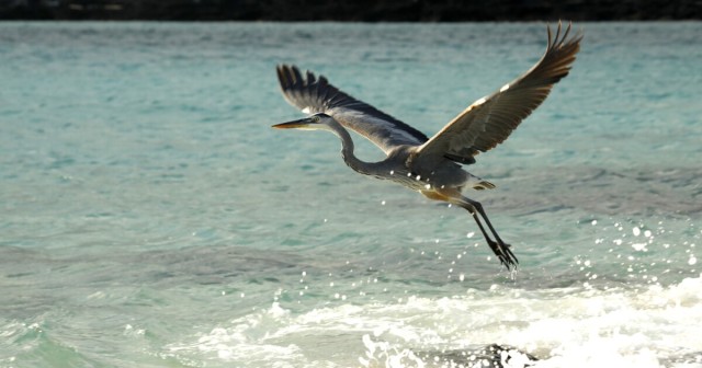 Ecuador expands protected area around Galapagos Islands, providing safe passage for marine life