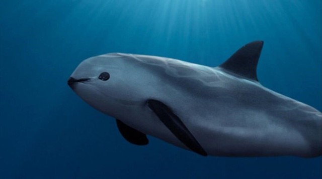 Vaquita porpoises escape extinction longer than expected